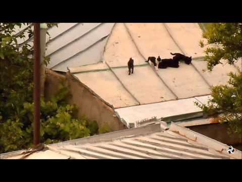 კატები სახურავზე - Cats on the roof